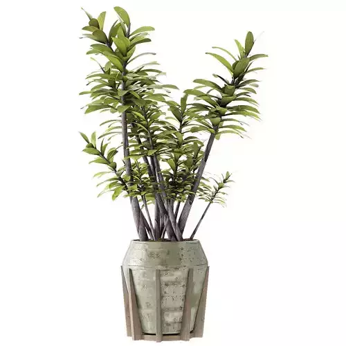 Plant in Pot Flowerpot Exotic Plant