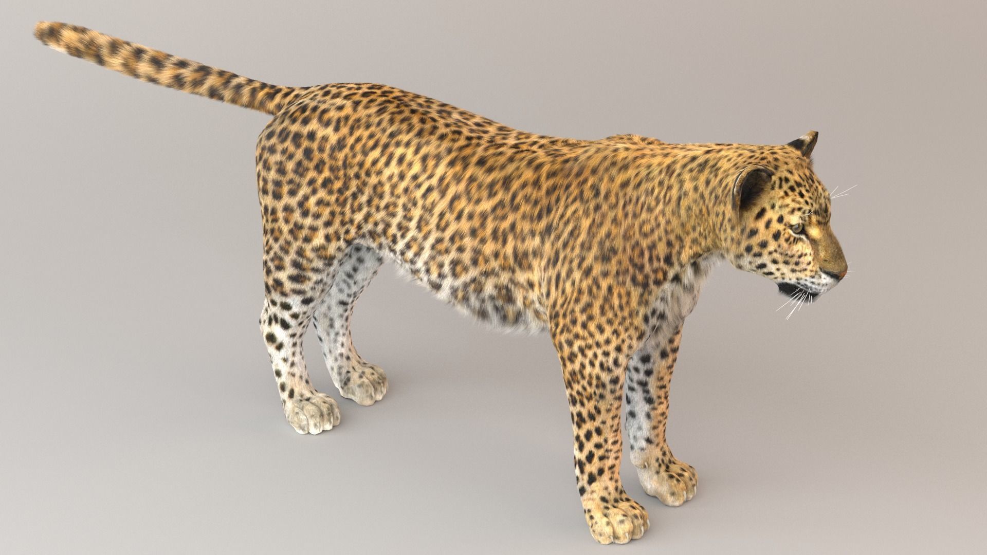 Leopard Fur model 3D model_2
