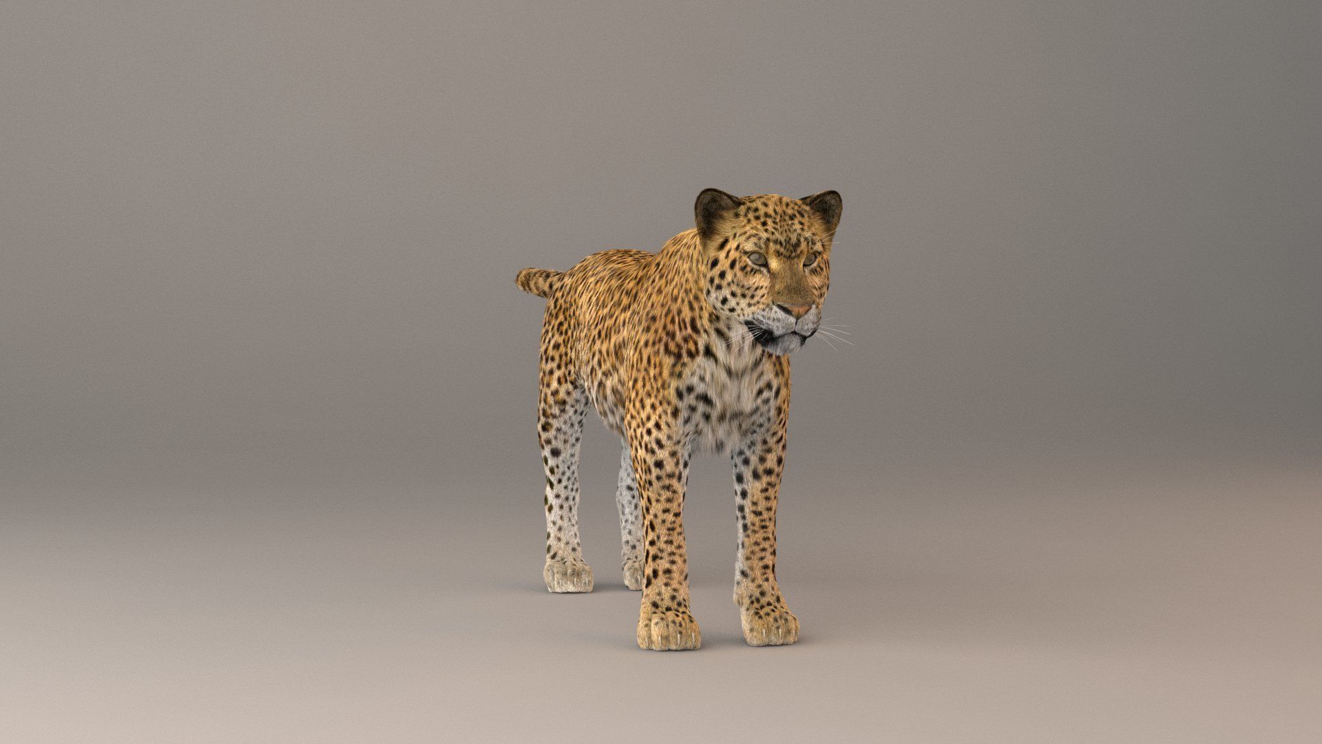 Leopard Fur model 3D model_7