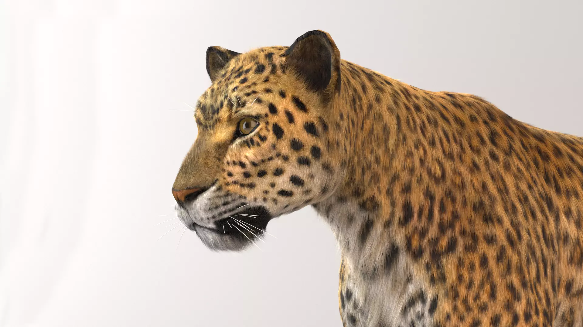 Leopard Fur model 3D model_0