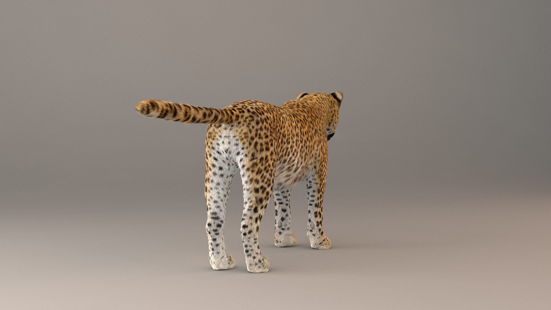 Leopard Fur model 3D model_8