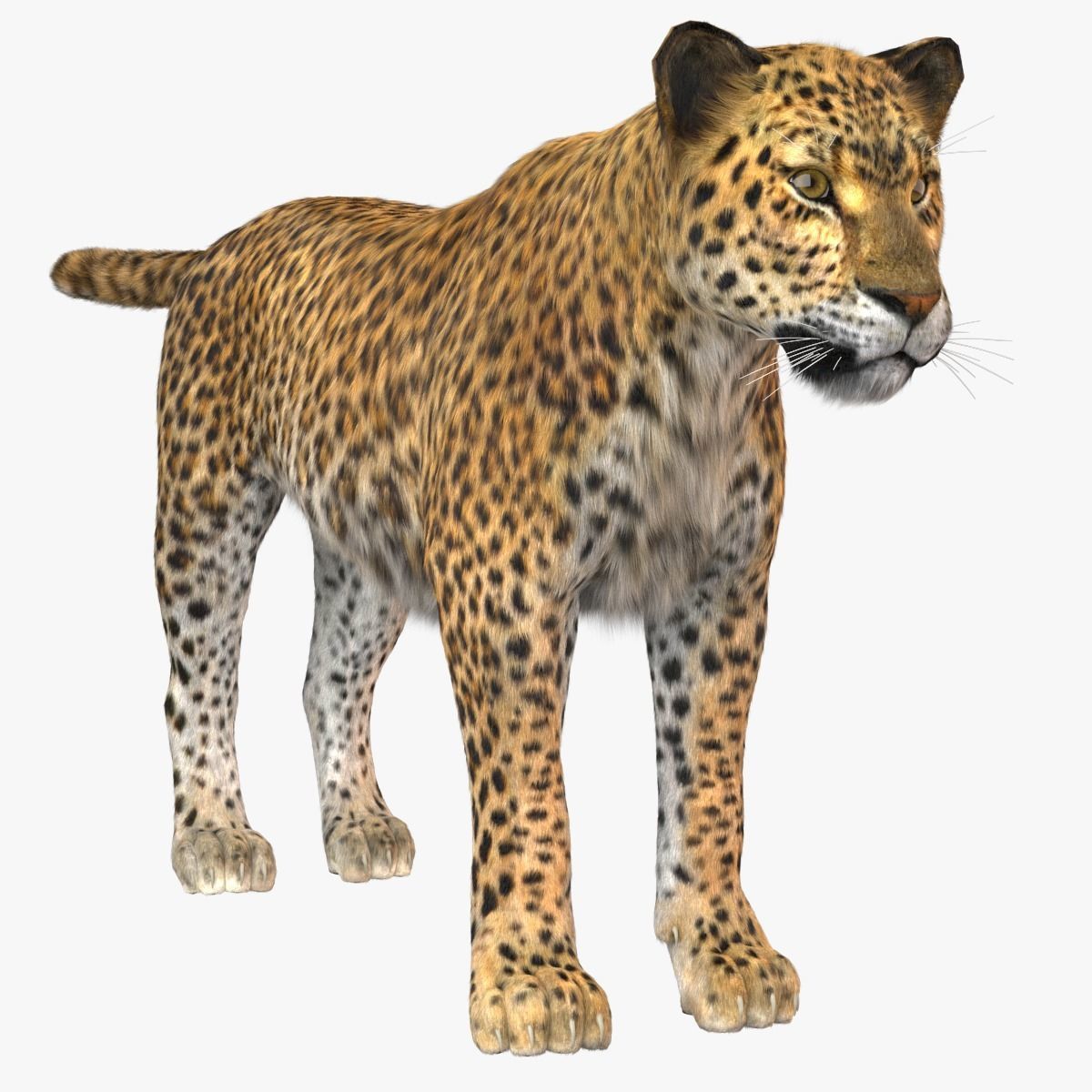 Leopard Fur model 3D model_4