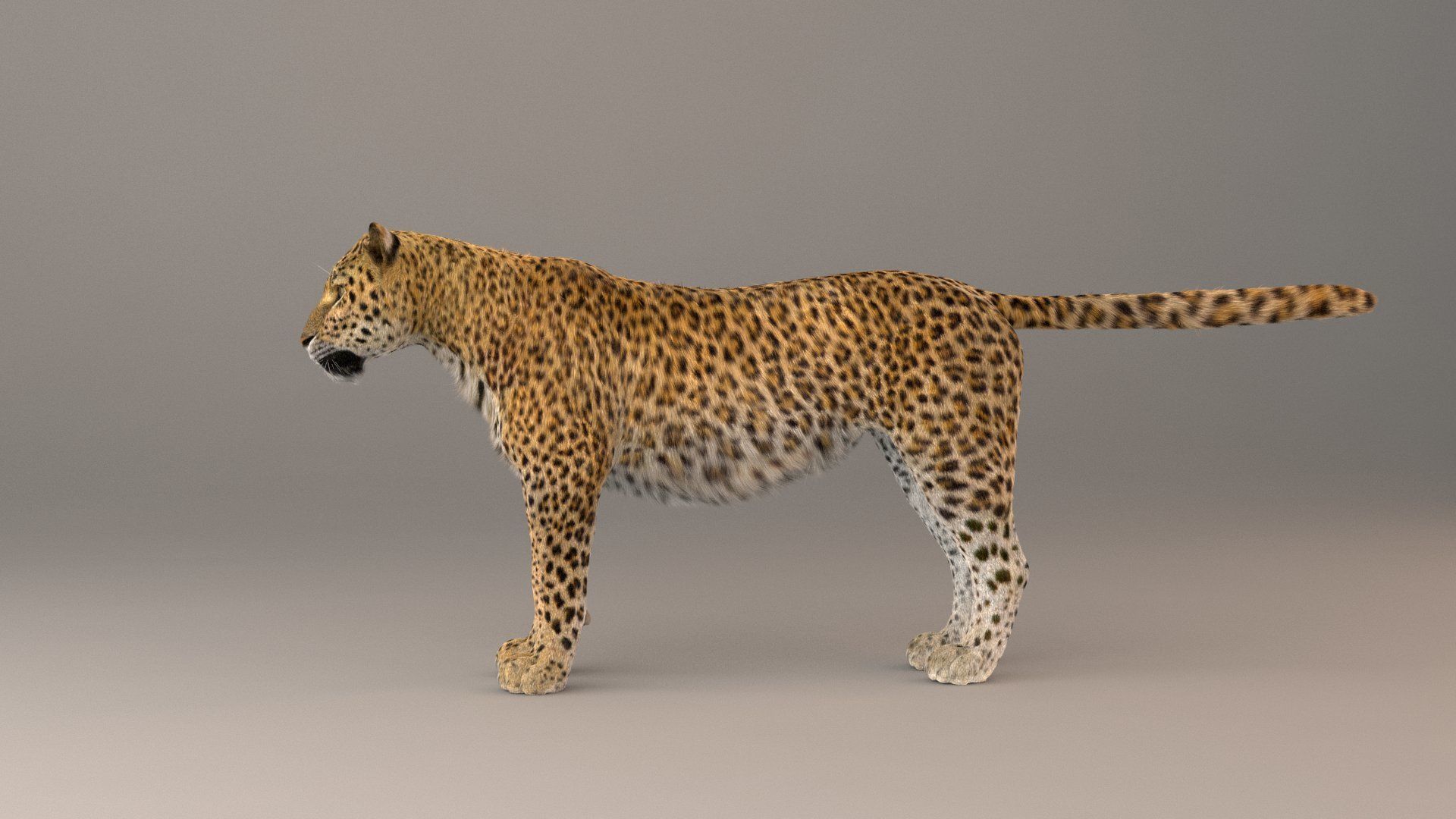 Leopard Fur model 3D model_11