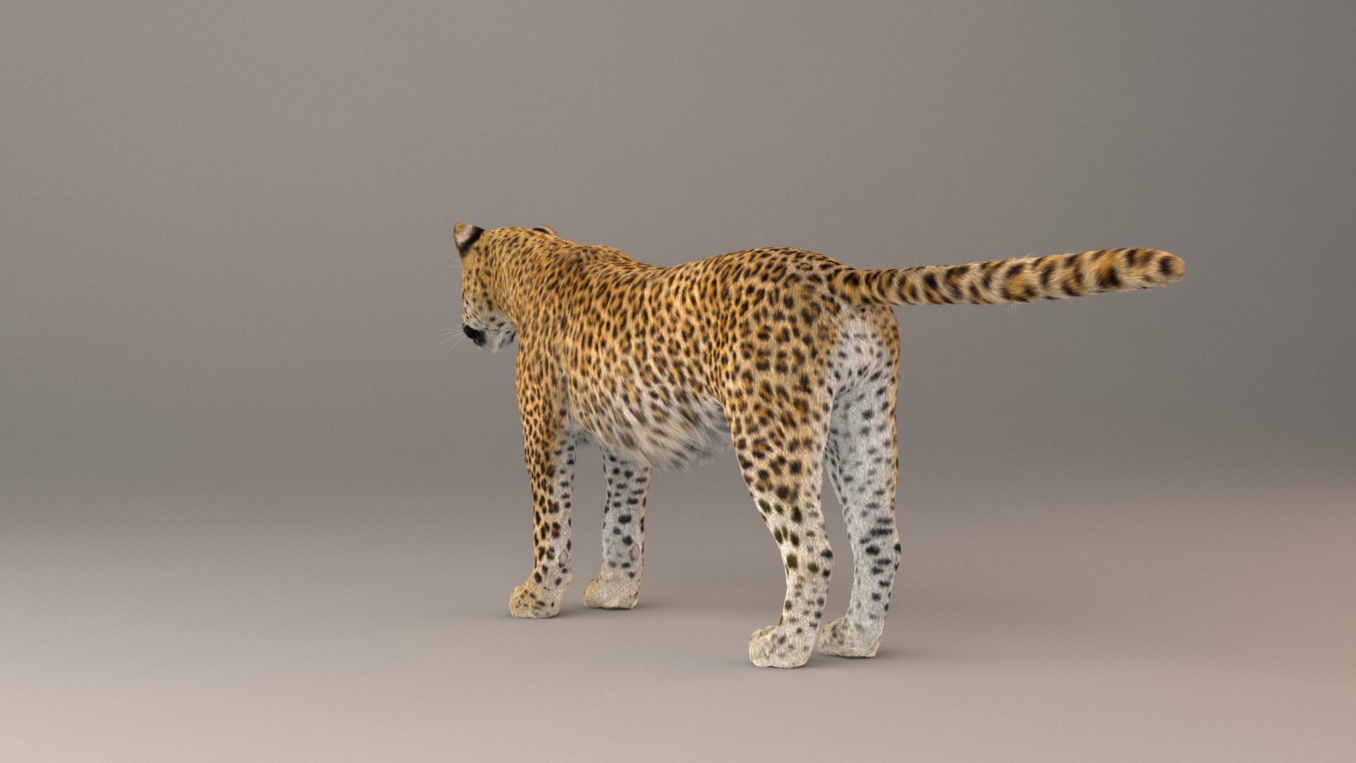 Leopard Fur model 3D model_10