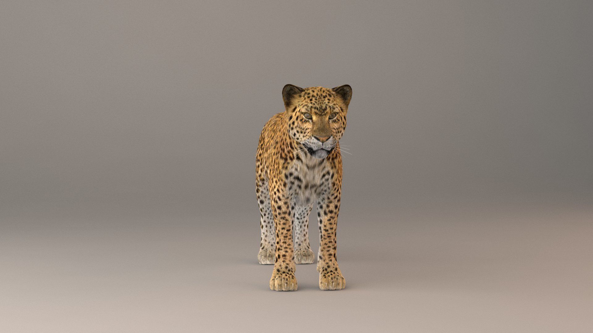 Leopard Fur model 3D model_6