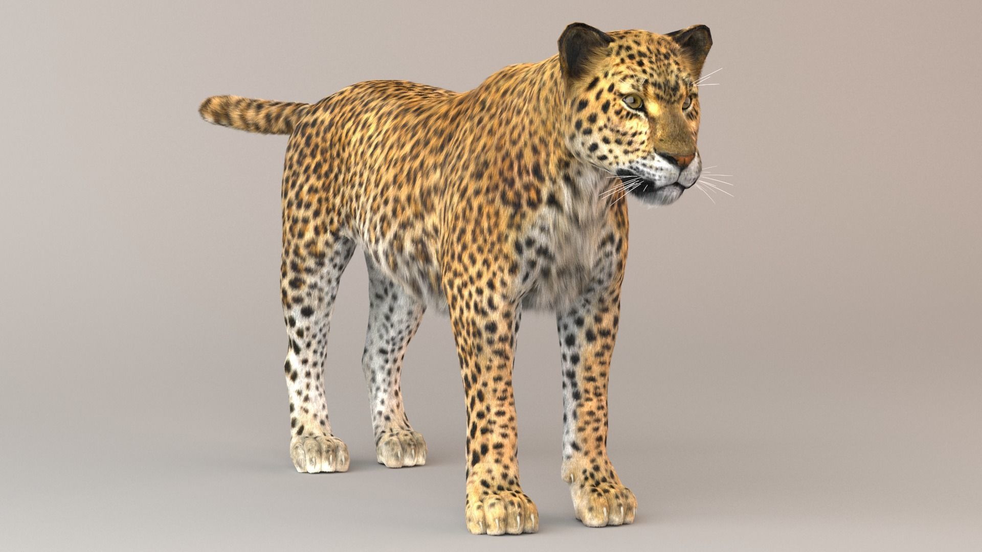 Leopard Fur model 3D model_5