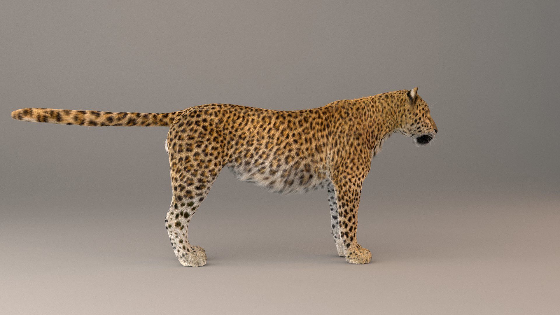 Leopard Fur model 3D model_9