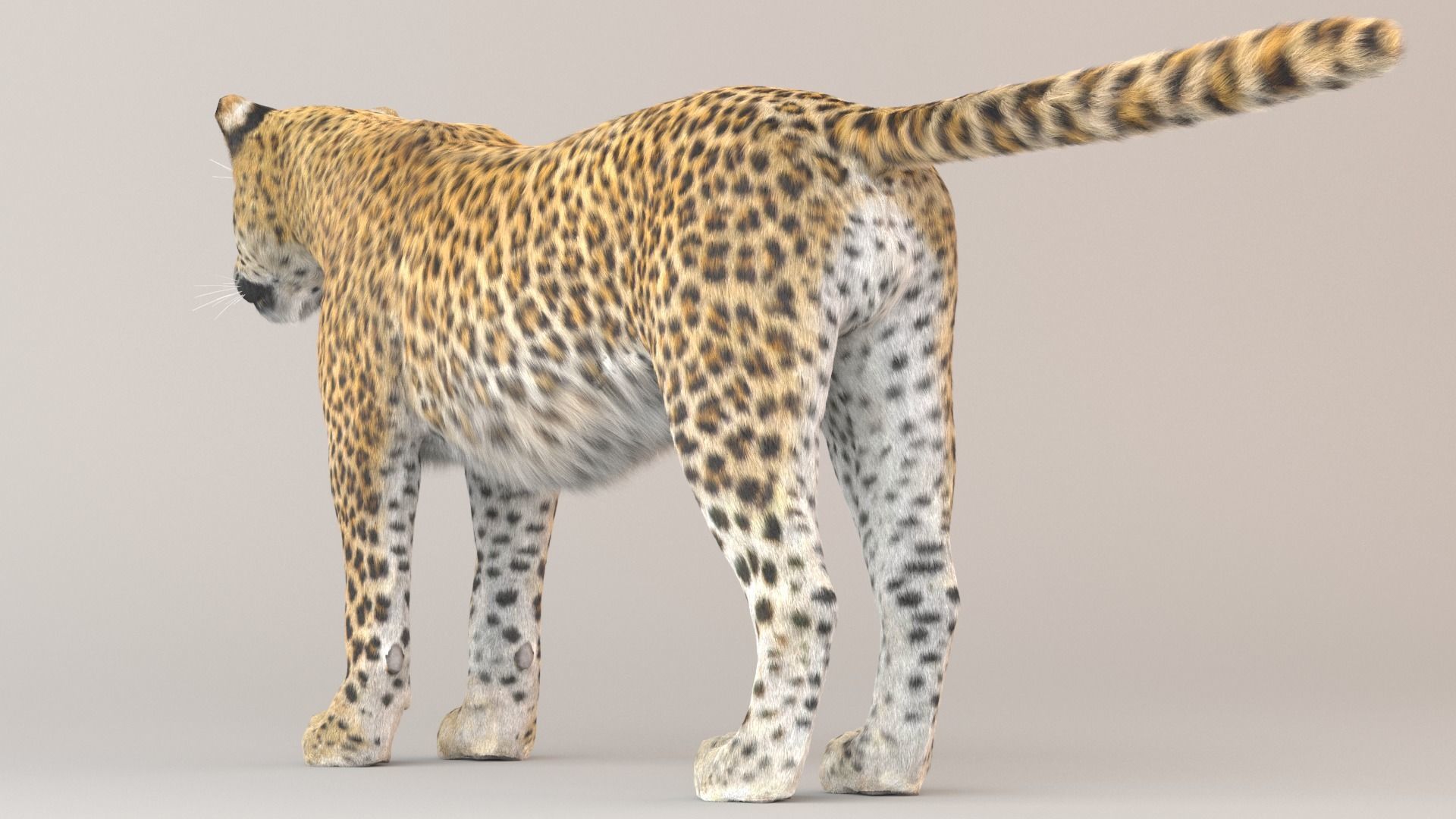 Leopard Fur model 3D model_3