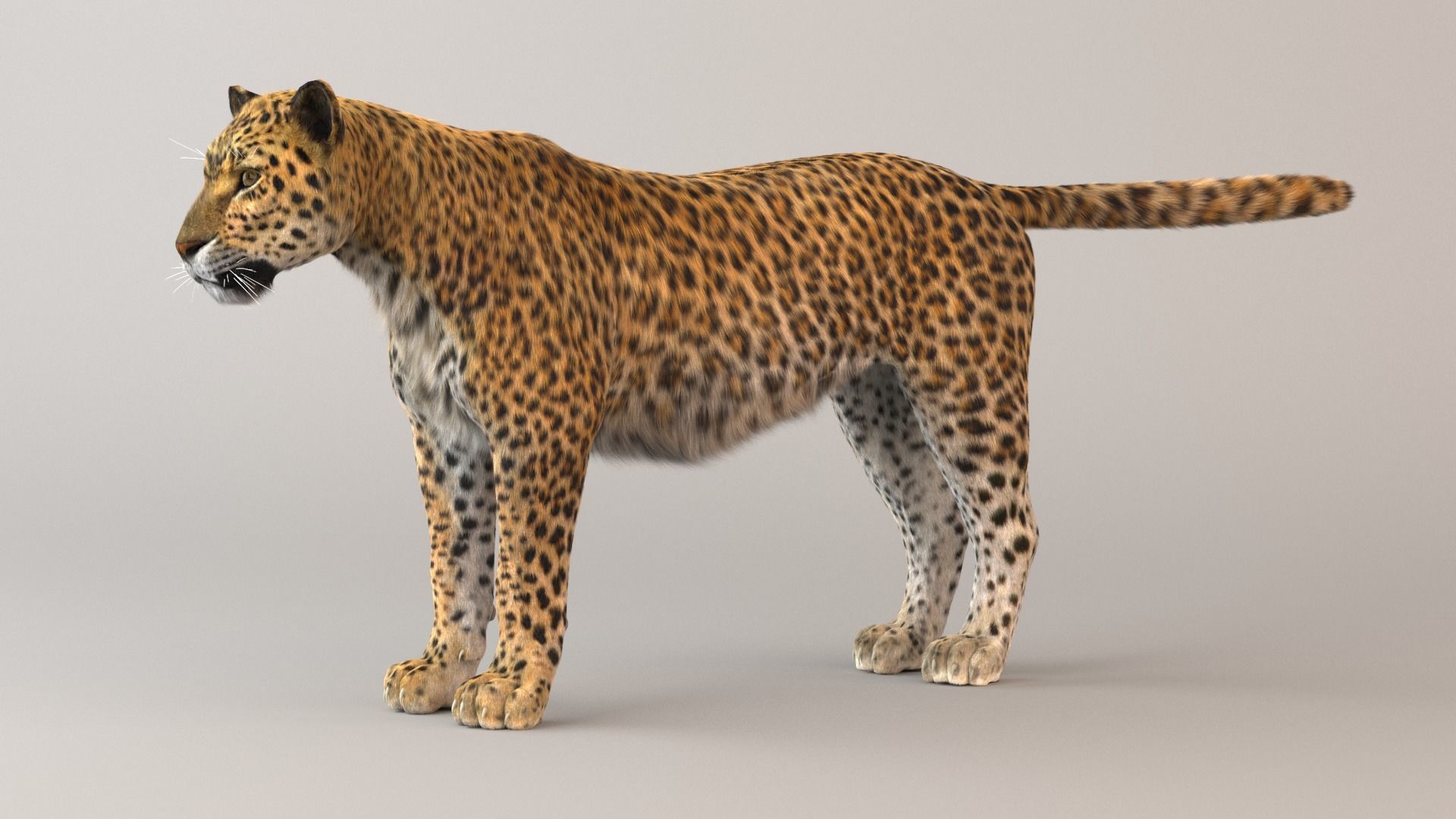 Leopard Fur model 3D model_1
