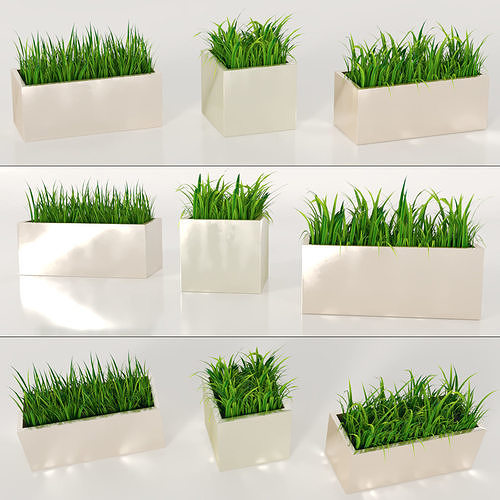 Indoor Plants - Potted Grass 3D model