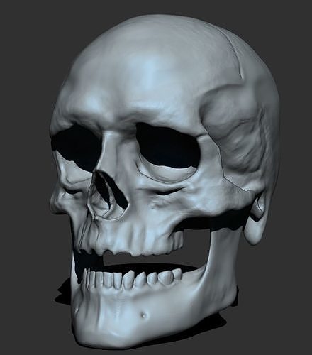 Male Skull 3D model