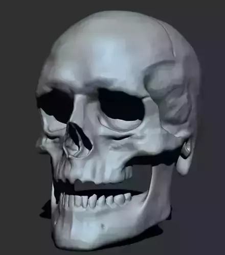Male Skull 3D model