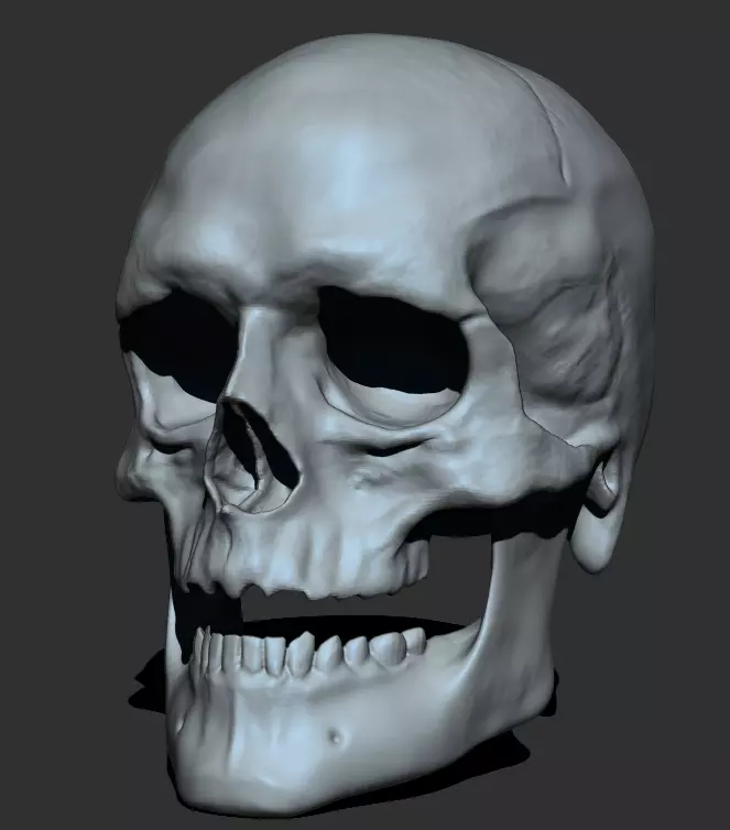 Male Skull 3D model