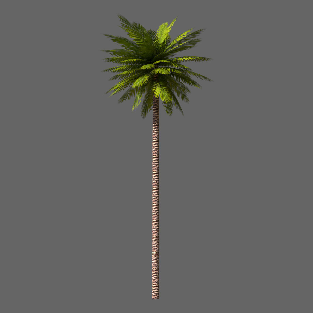 Date Palm 01 Game Ready Low-poly 3D model_3