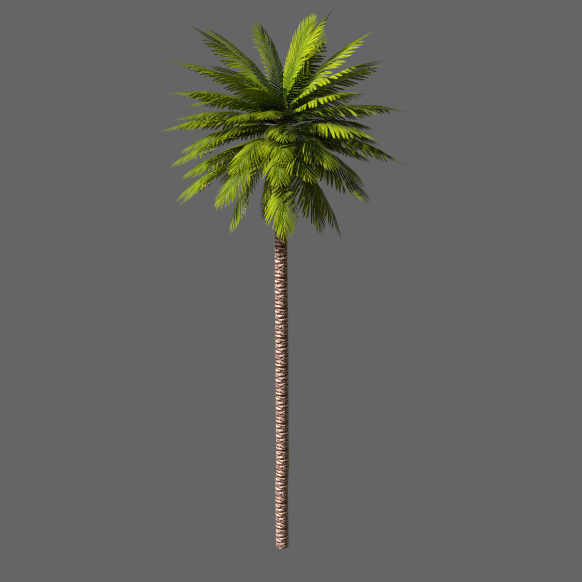 Date Palm 01 Game Ready Low-poly 3D model_1