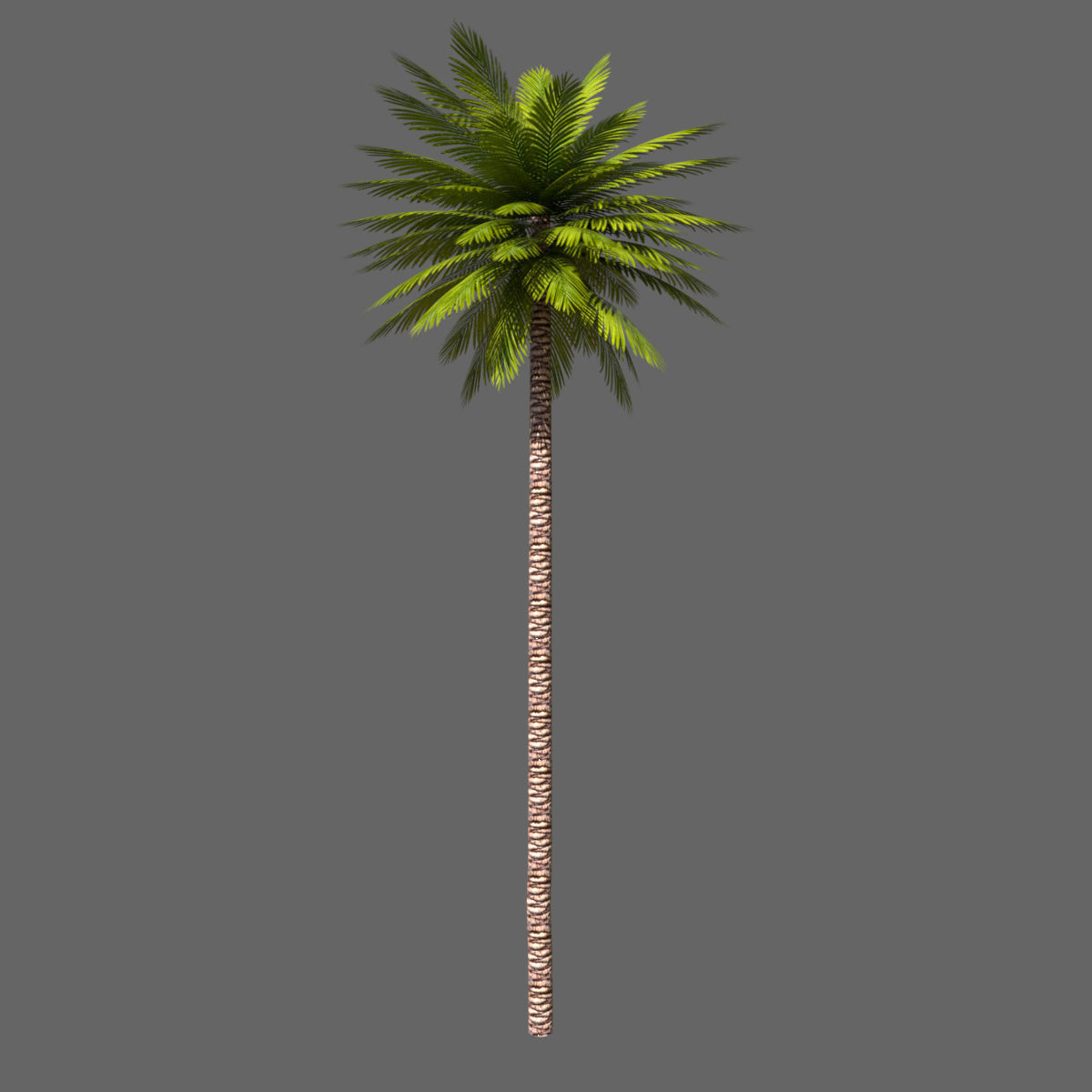 Date Palm 01 Game Ready Low-poly 3D model_2