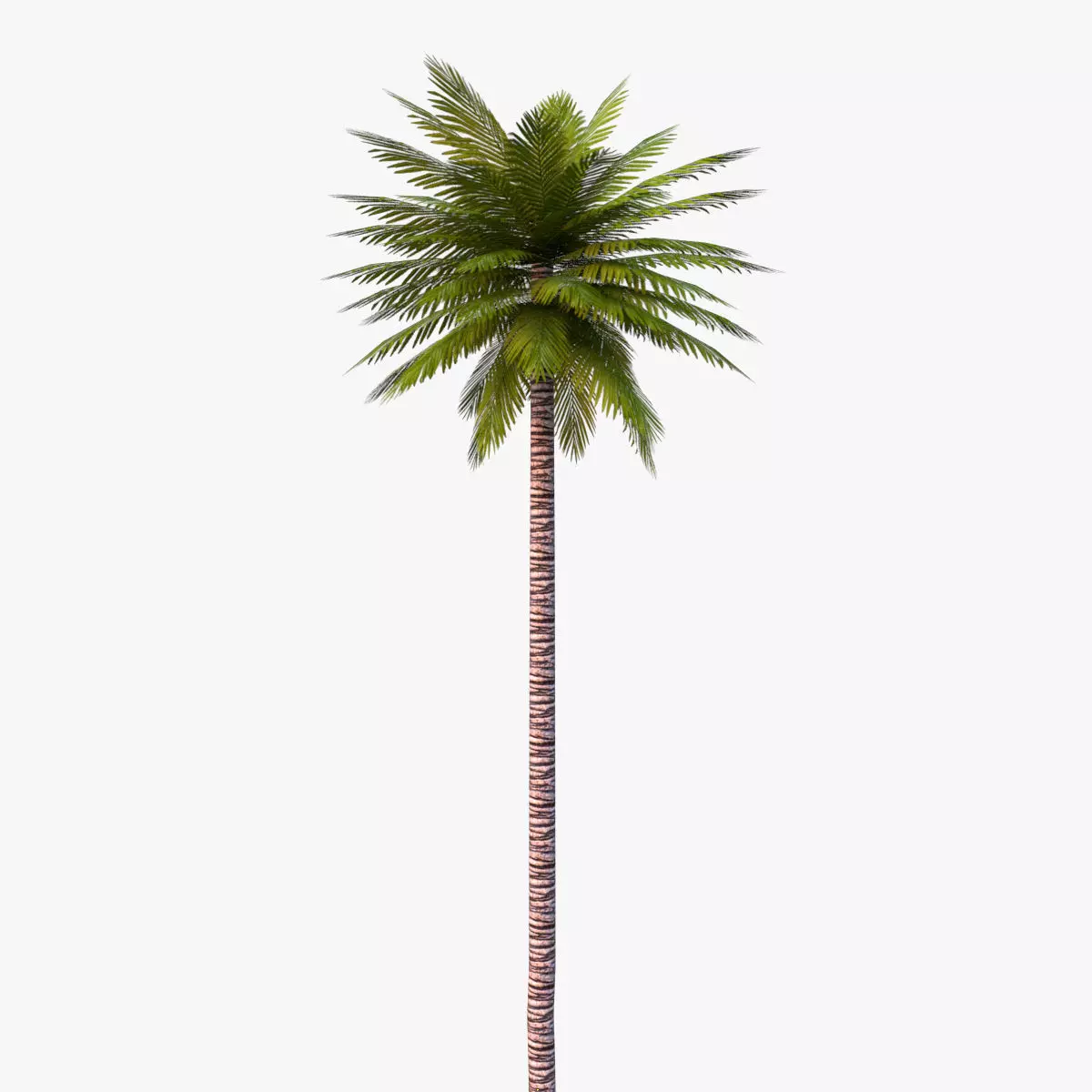 Date Palm 01 Game Ready Low-poly 3D model_0