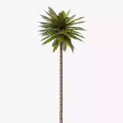Date Palm 01 Game Ready Low-poly 3D model
