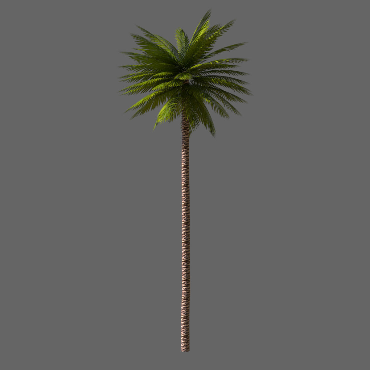 Date Palm 01 Game Ready Low-poly 3D model_4