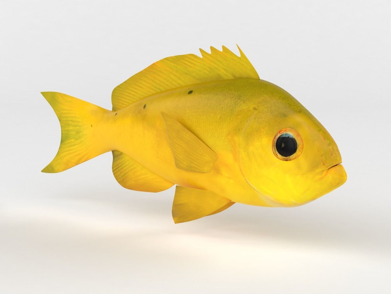 Creole Fish 3D model_1