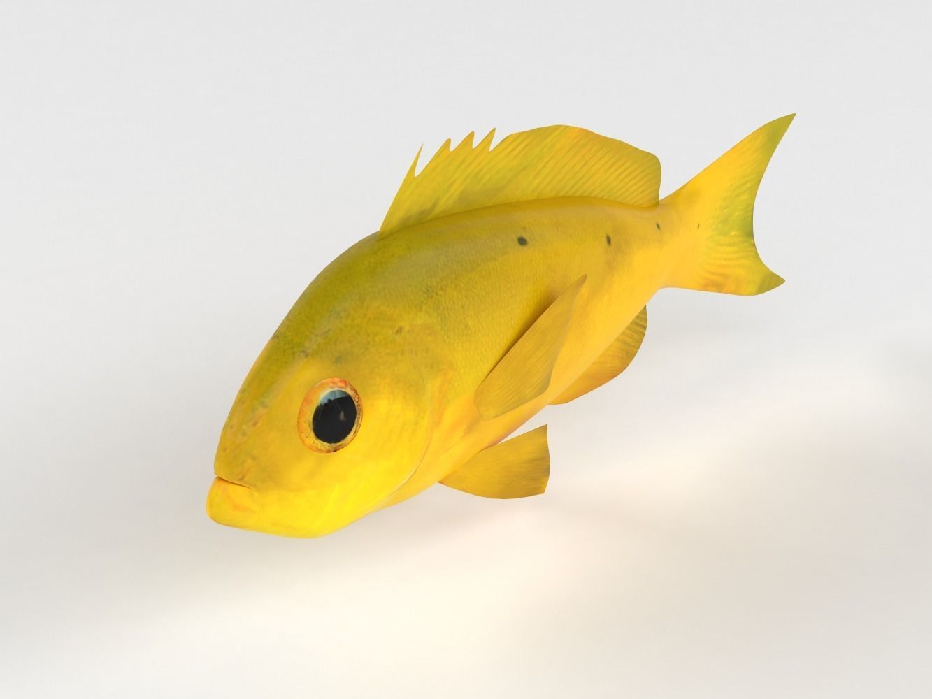 Creole Fish 3D model_4