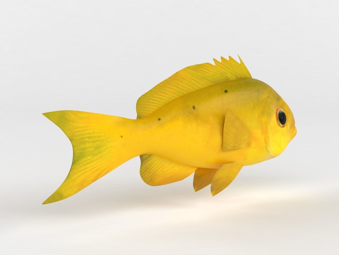 Creole Fish 3D model_3