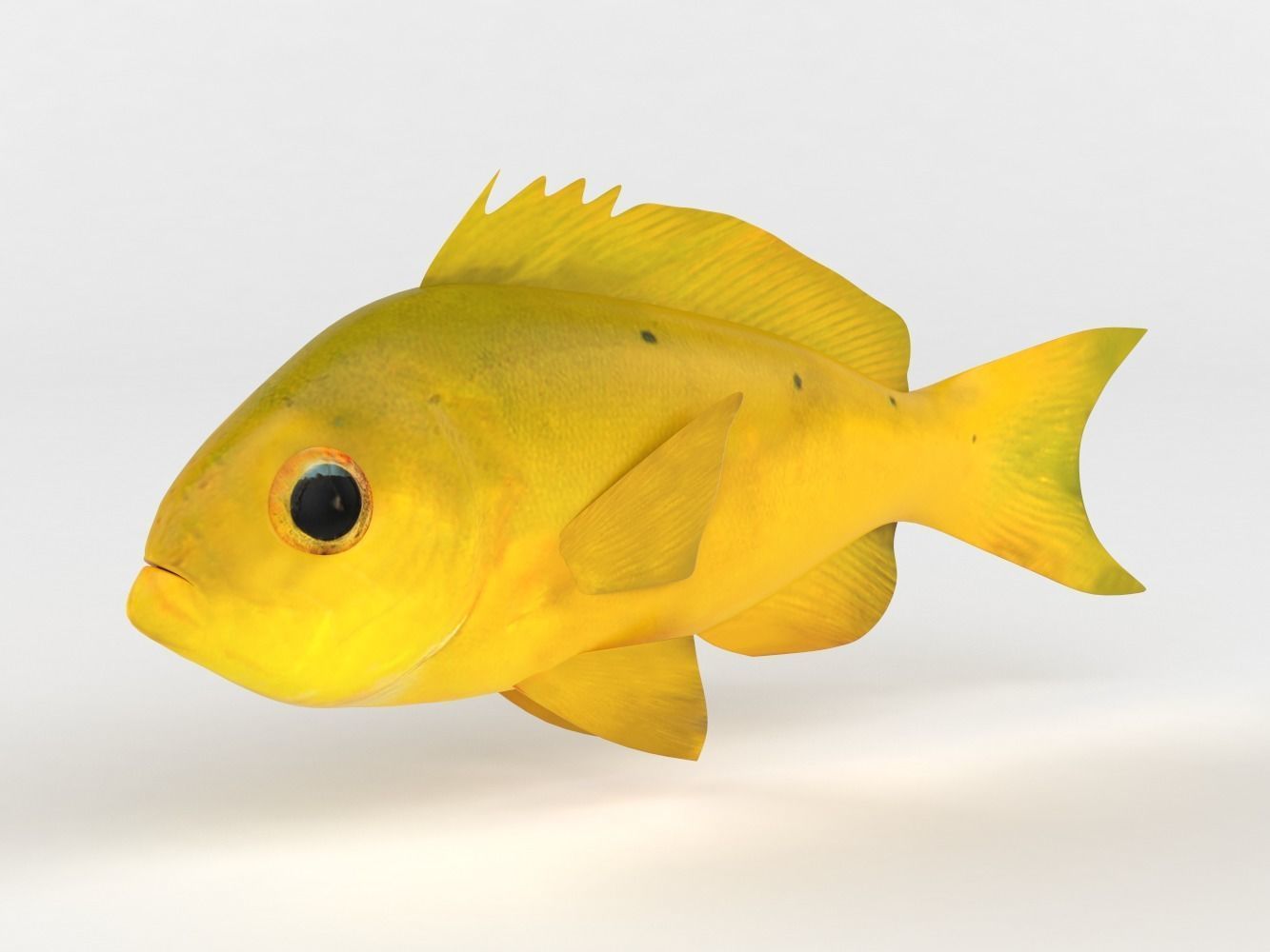 Creole Fish 3D model_2