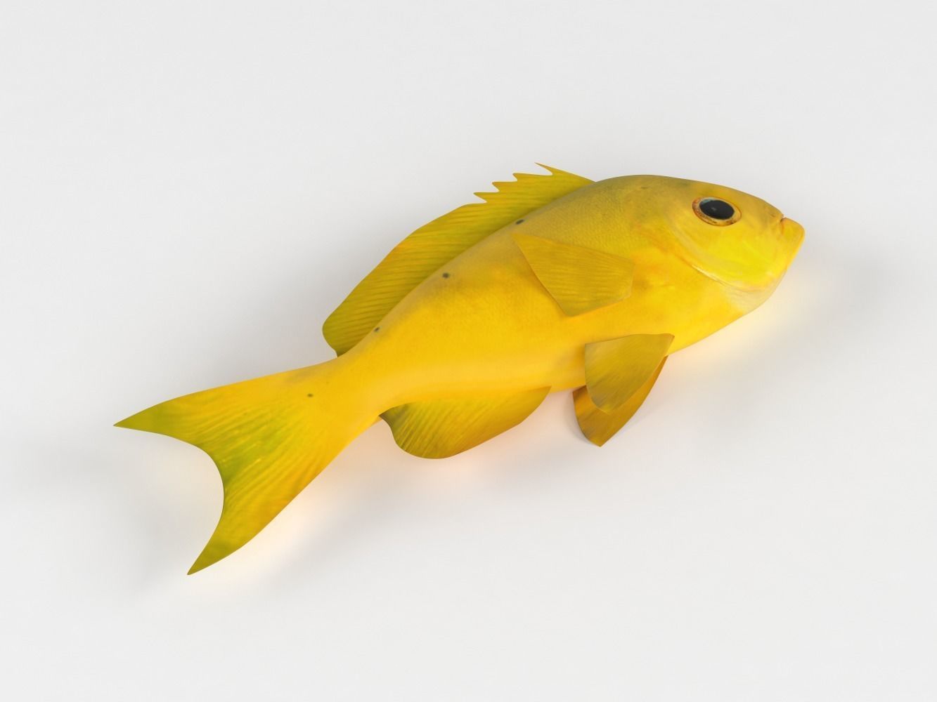 Creole Fish 3D model_5