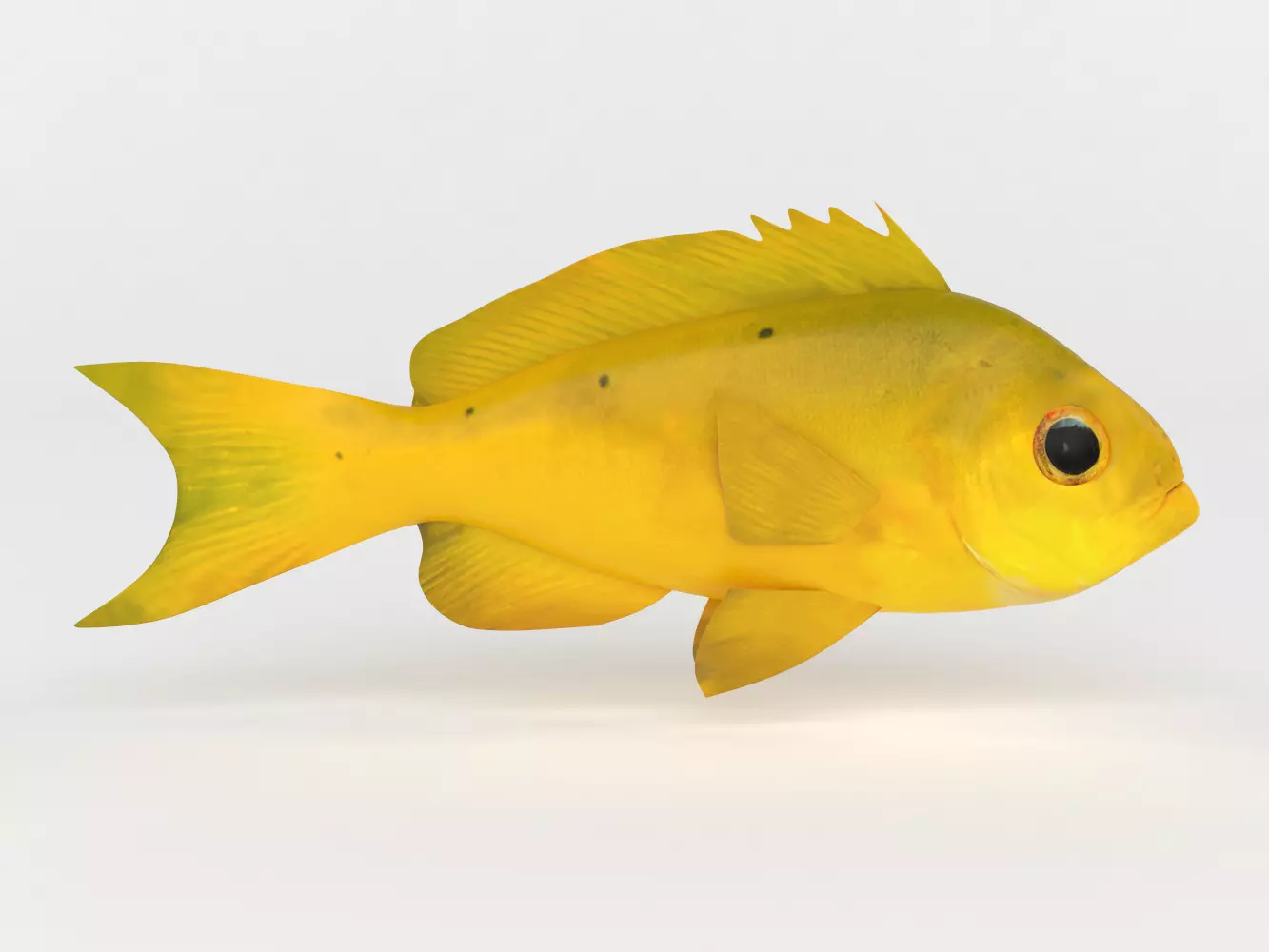 Creole Fish 3D model_0