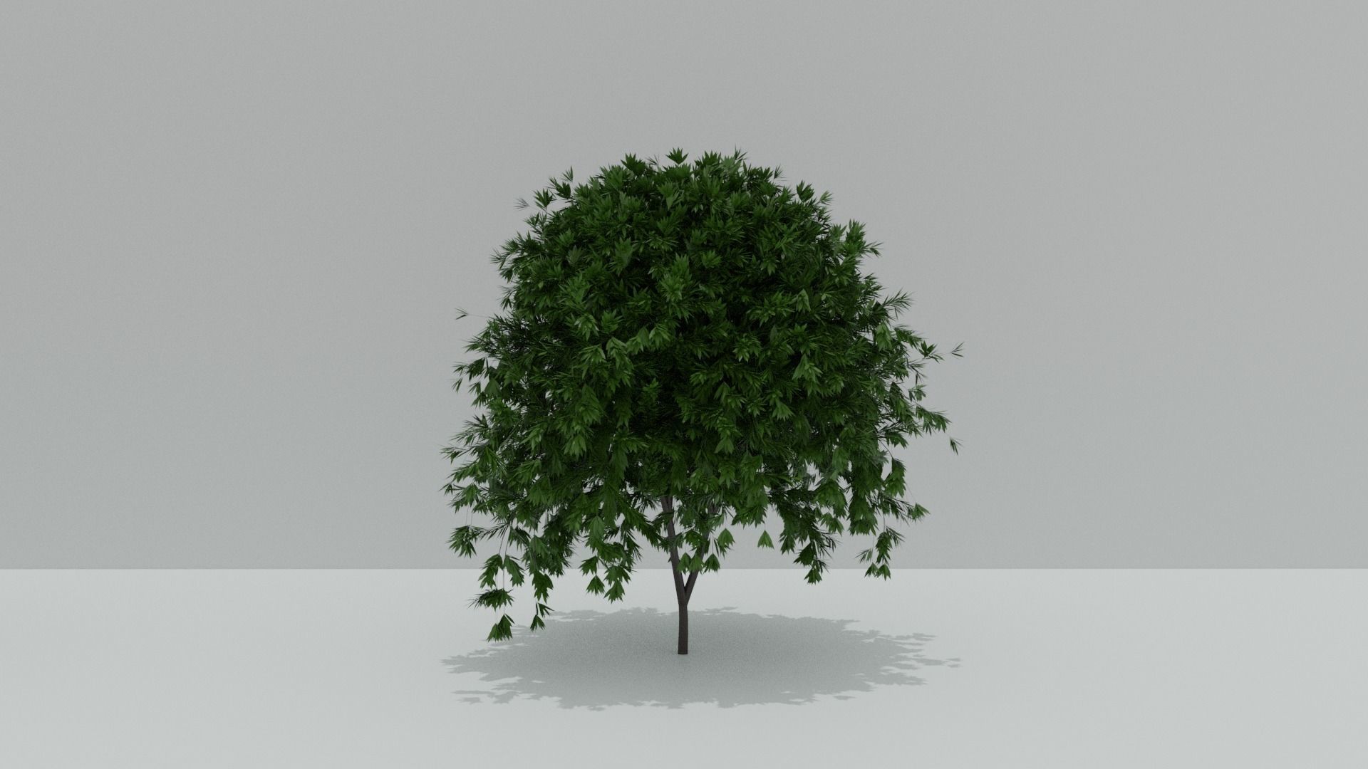 4 Pack Of High Poly Trees 3D model_4