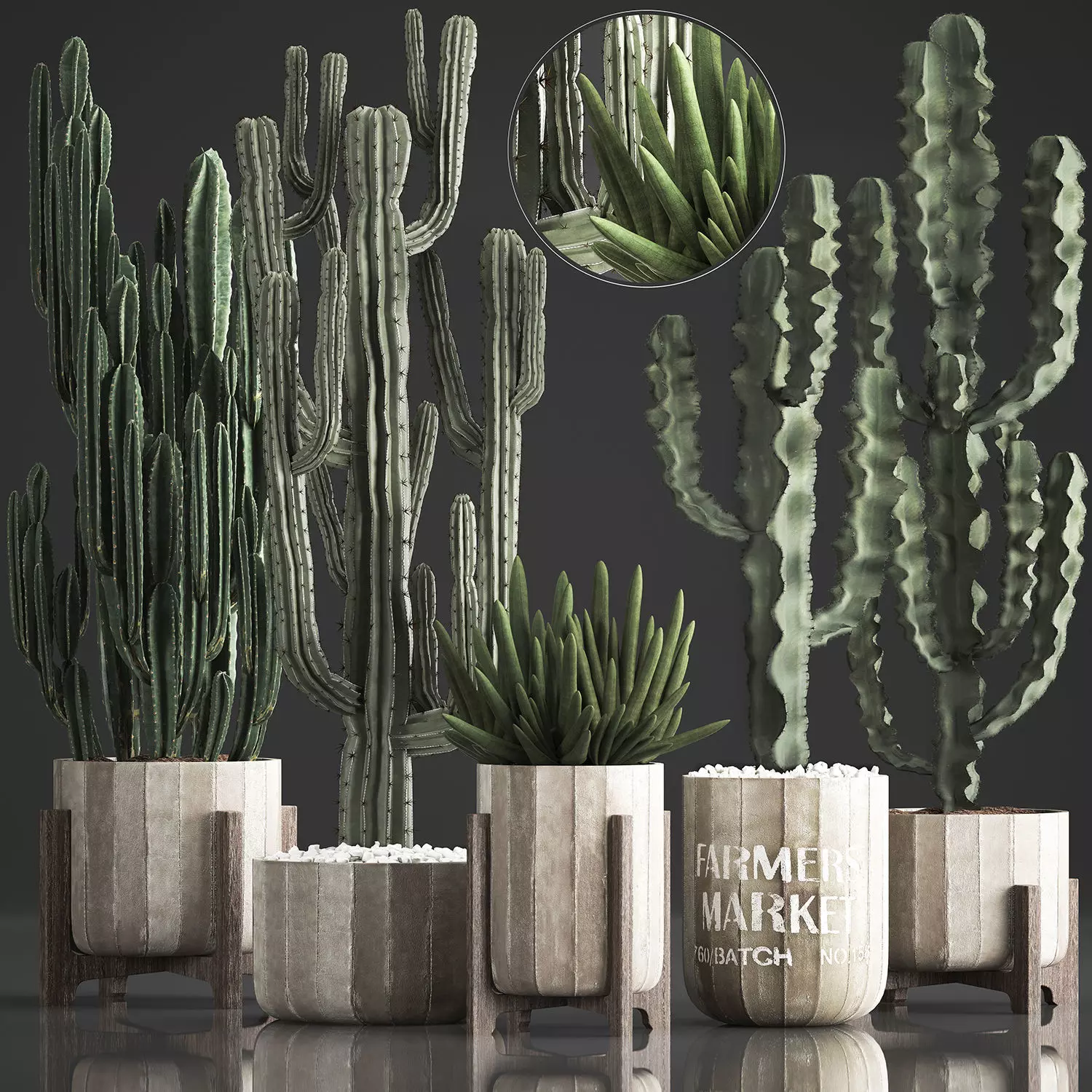 Collection of Exotic Cactus Plants 374 3D model_0