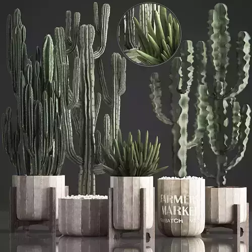 Collection of Exotic Cactus Plants 374 3D model