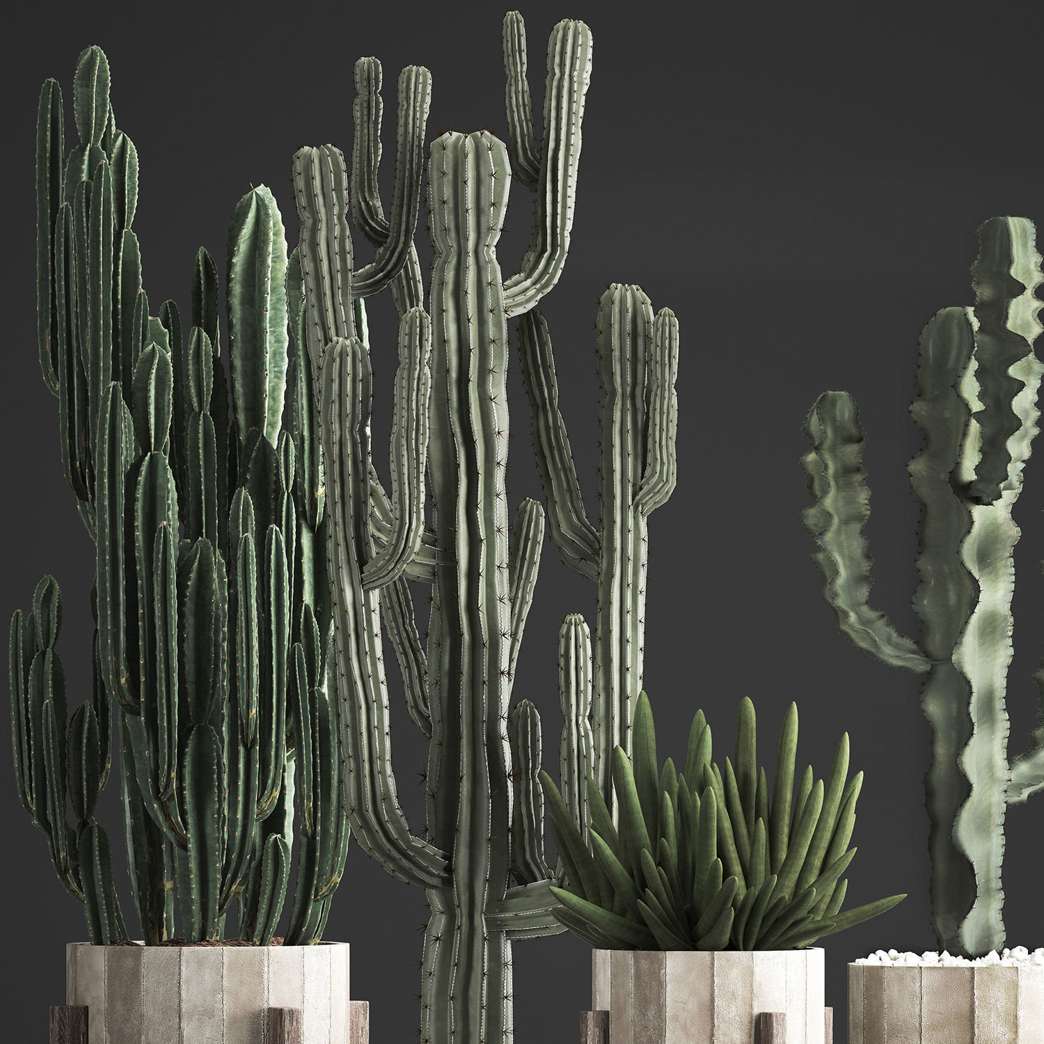 Collection of Exotic Cactus Plants 374 3D model_3