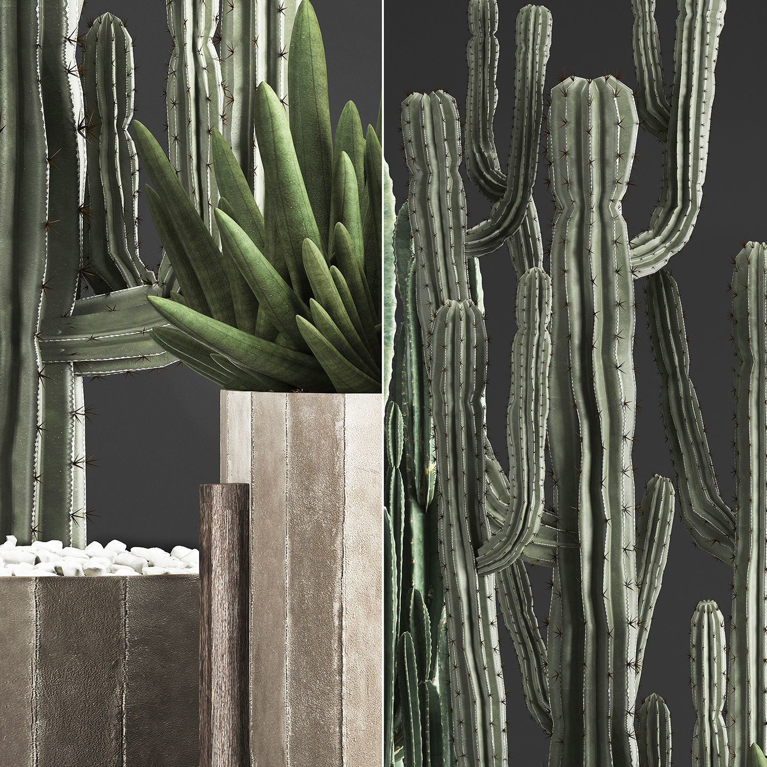 Collection of Exotic Cactus Plants 374 3D model_5