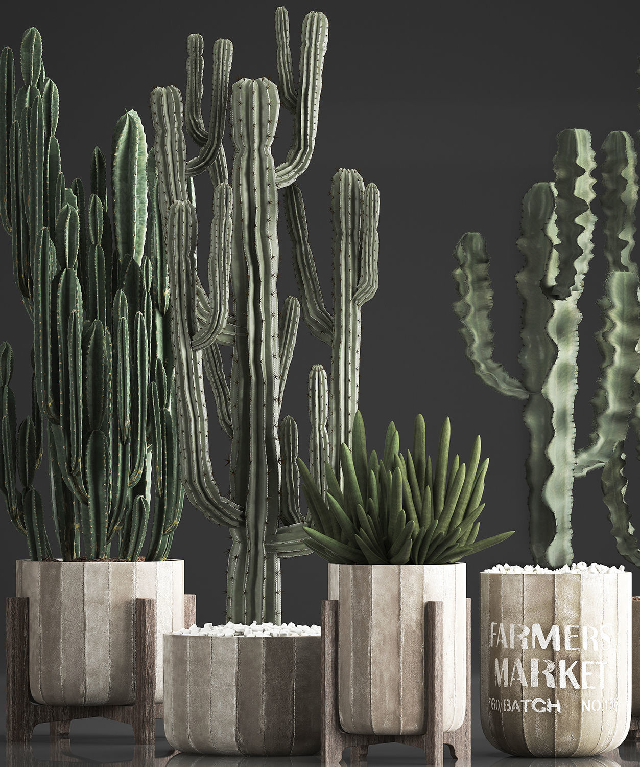 Collection of Exotic Cactus Plants 374 3D model_4