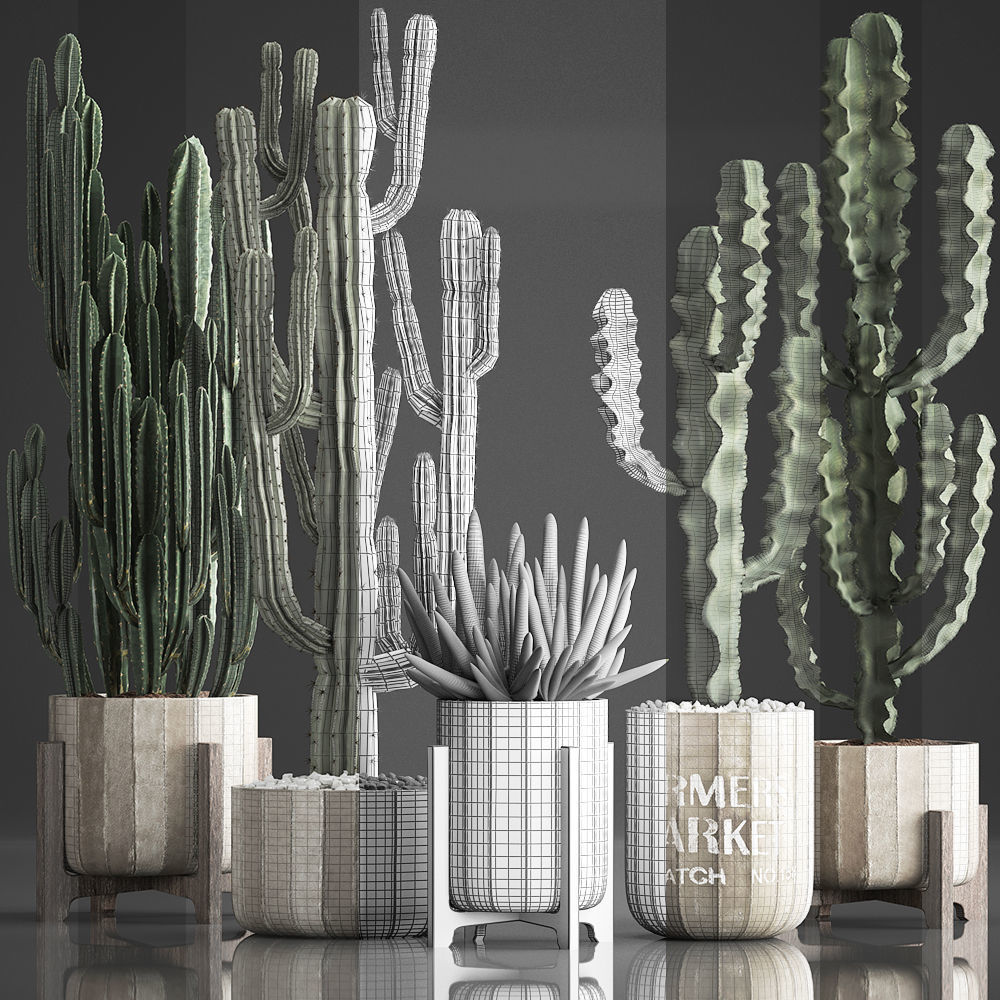 Collection of Exotic Cactus Plants 374 3D model_6