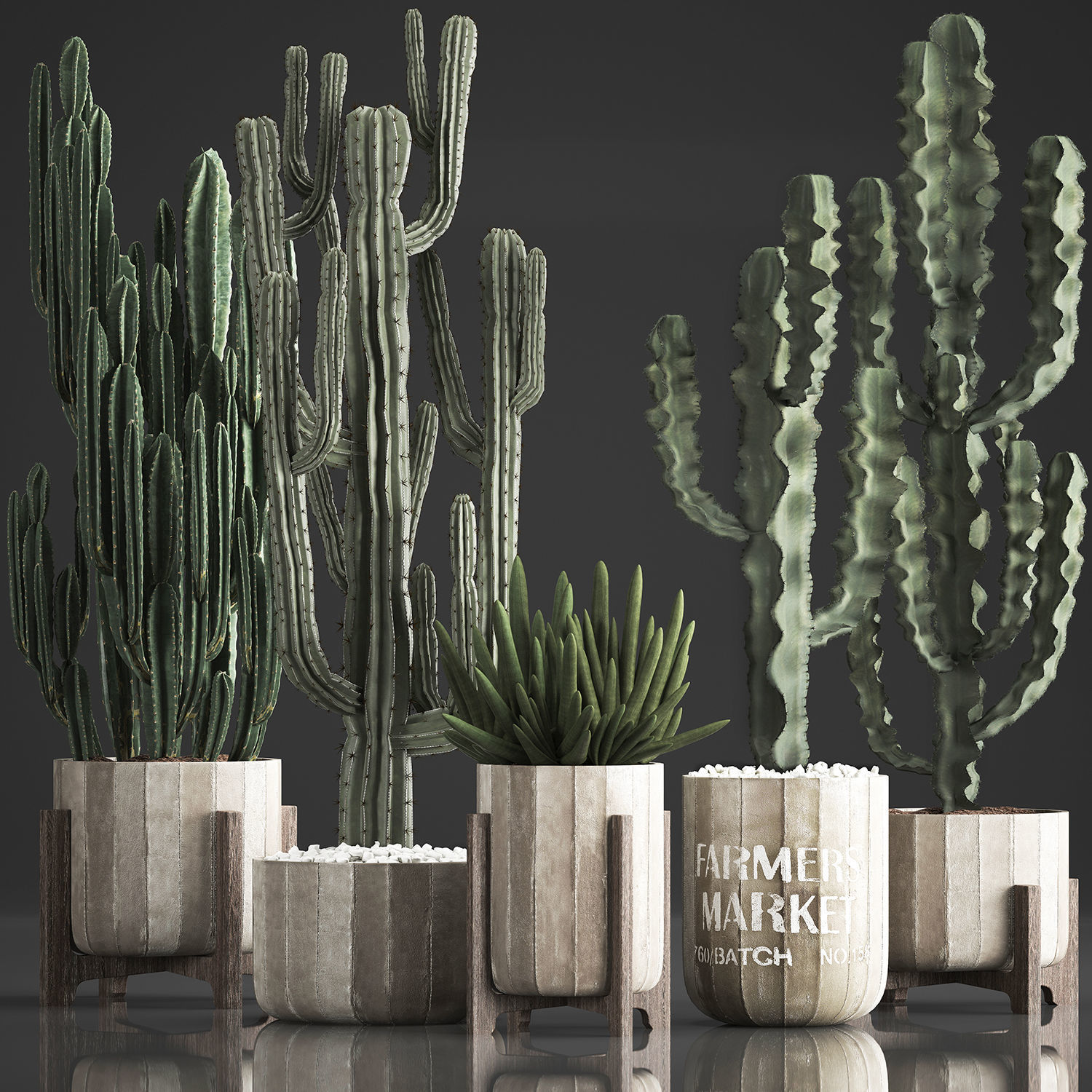 Collection of Exotic Cactus Plants 374 3D model_2