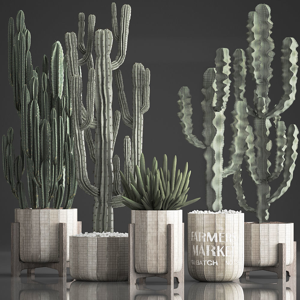 Collection of Exotic Cactus Plants 374 3D model_7