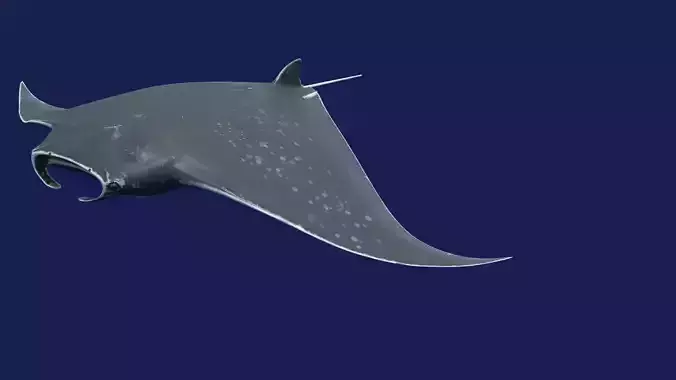 Manta Ray low poly model