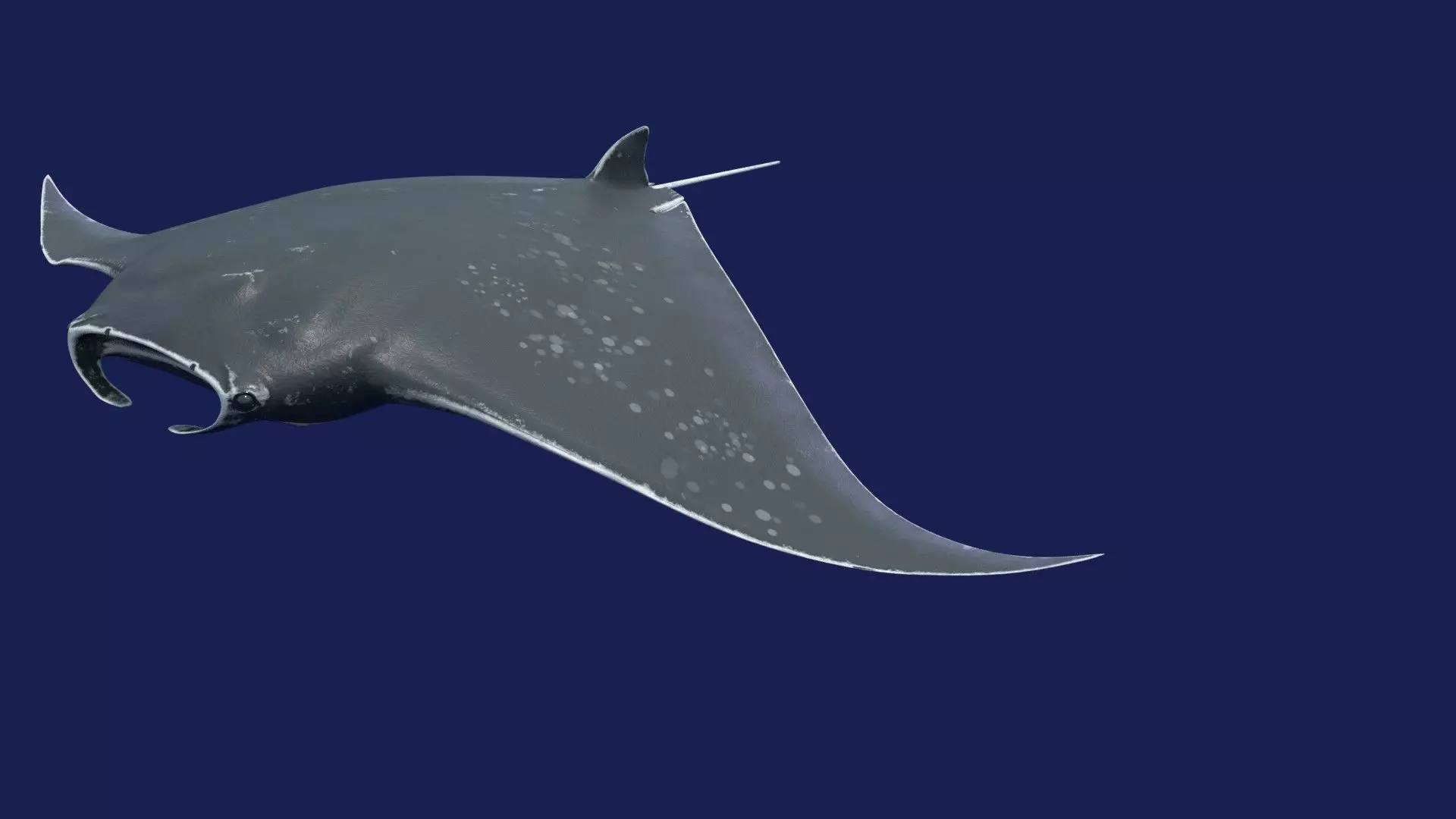 Manta Ray low poly model Low-poly 3D model_0