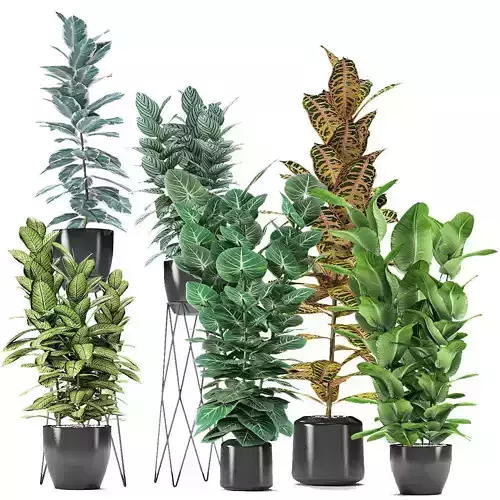 Collection Plant in Pot Flowerpot Exotic Plant 01 3D model