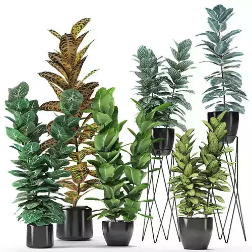 Collection 01 Plant in Pot Flowerpot Exotic Plant 3D model