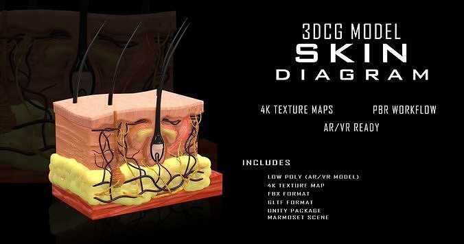 Skin Cross Section Low-poly 3D model