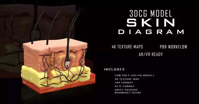 Skin Cross Section Low-poly 3D model