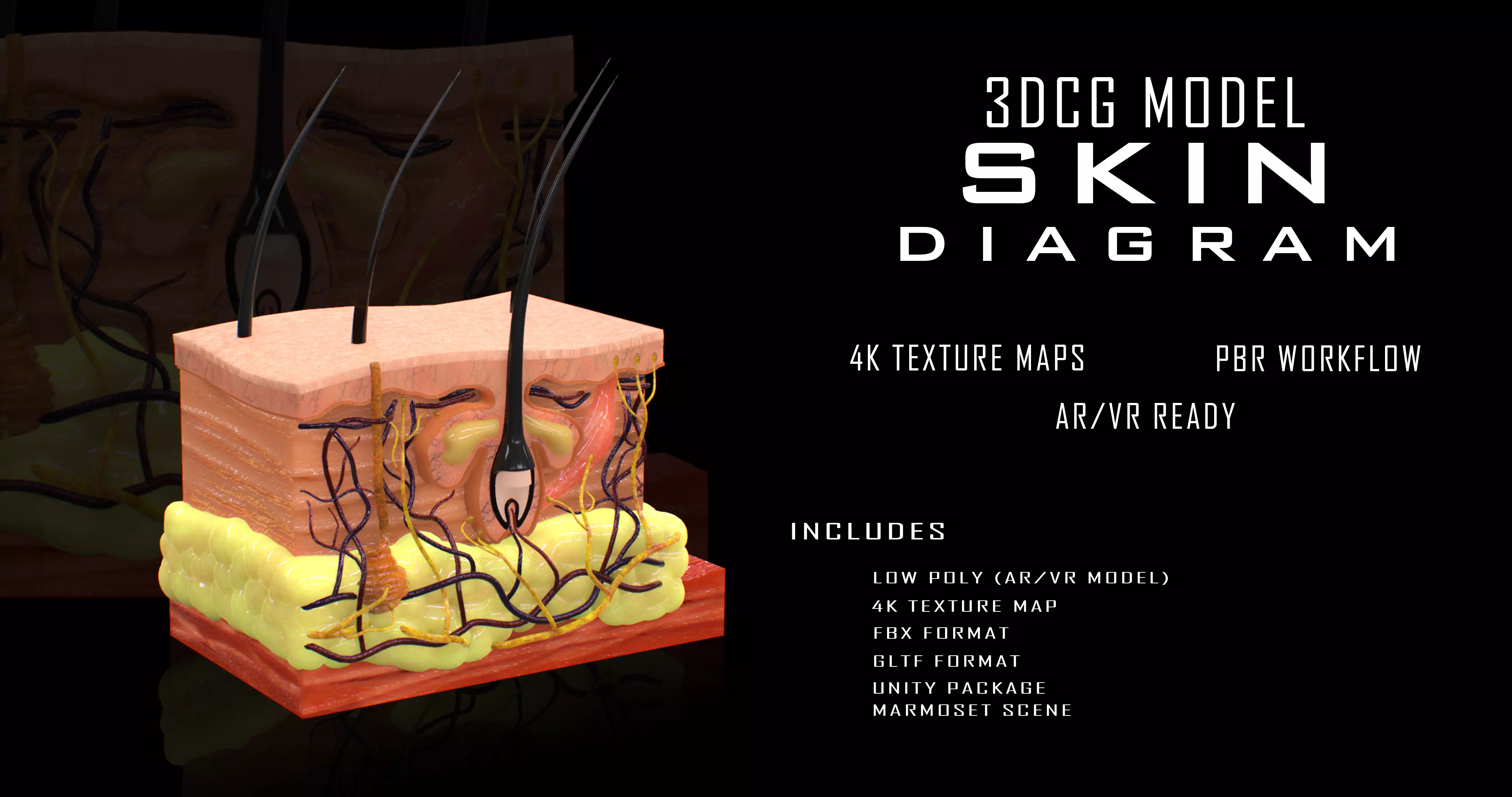 3D model Skin Cross Section VR / AR / low-poly | CGTrader