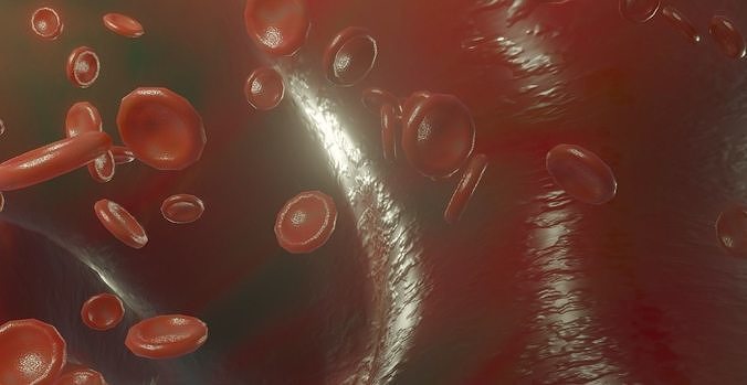 Blood Vessel animated red blood cells 3D model