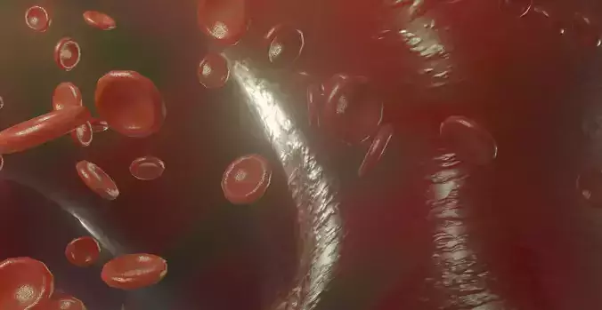 Blood Vessel animated red blood cells 3D model