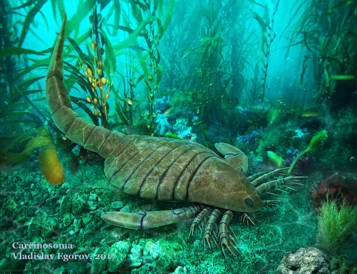 Carcinosoma scorpion 3D model_0