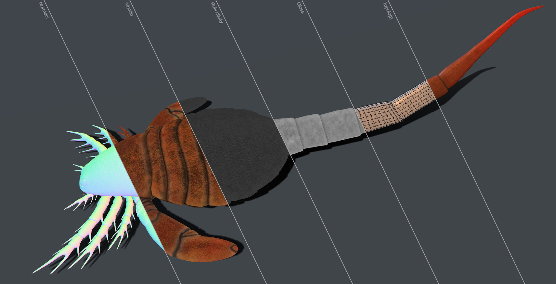 Carcinosoma scorpion 3D model_4