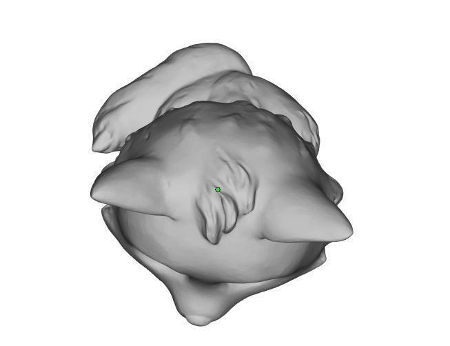 Little wolf 3D print model_5